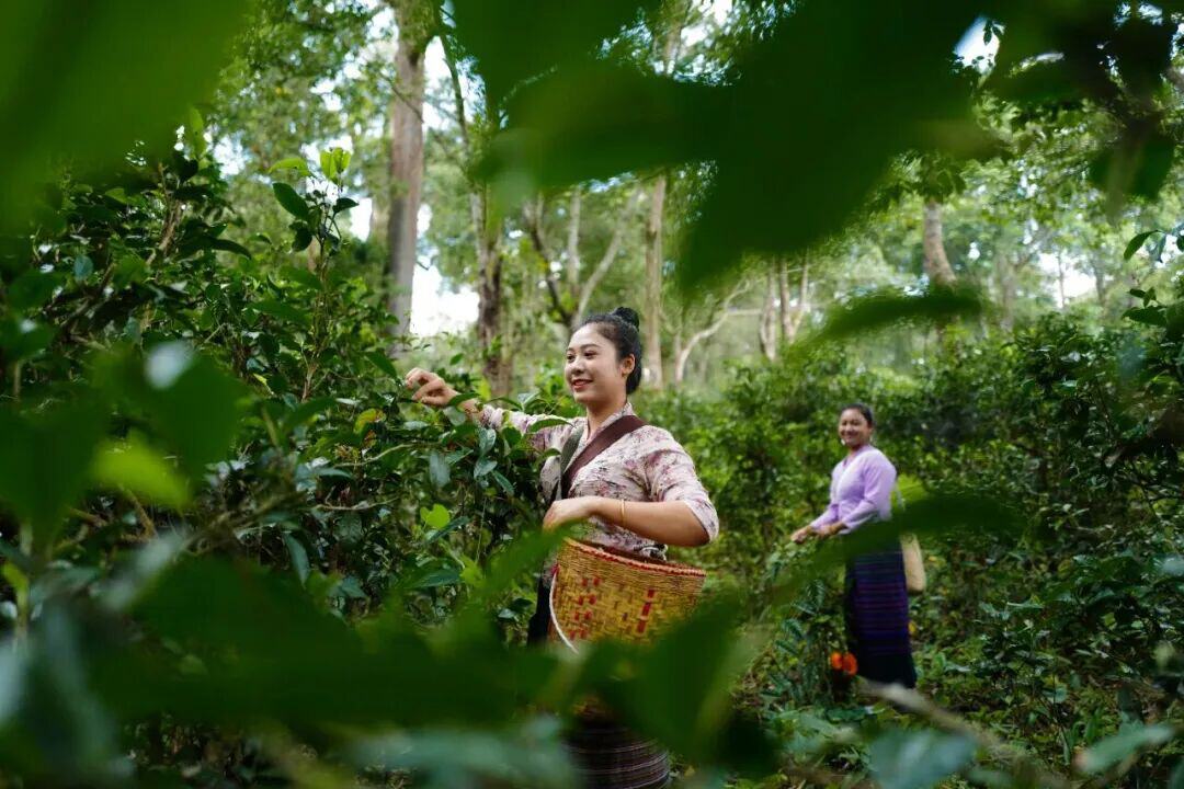 景迈山大平掌茶农正在采茶。陈飞 摄