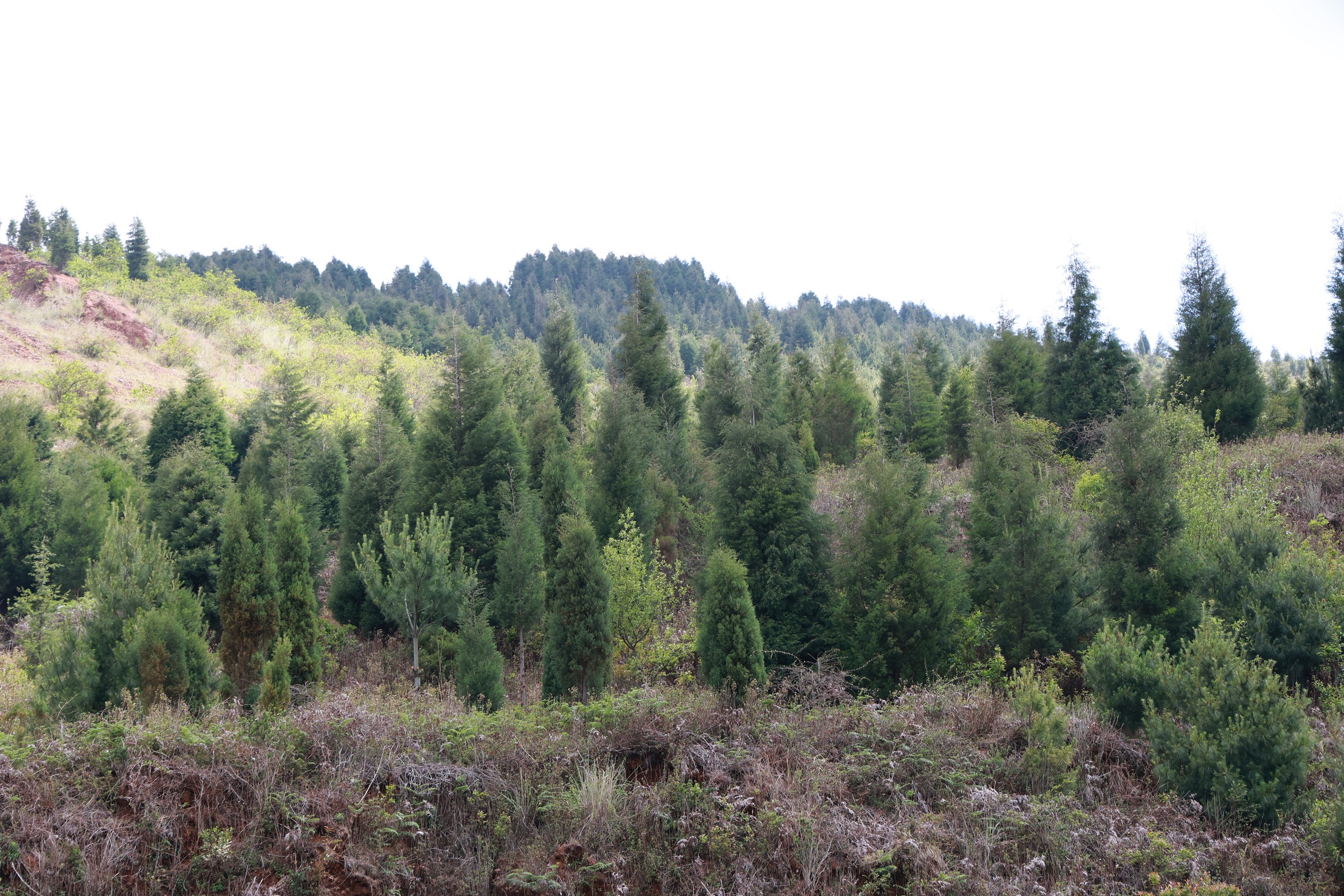 大黑山石漠化治理植樹造林 楊建梅攝 2026年5月7日