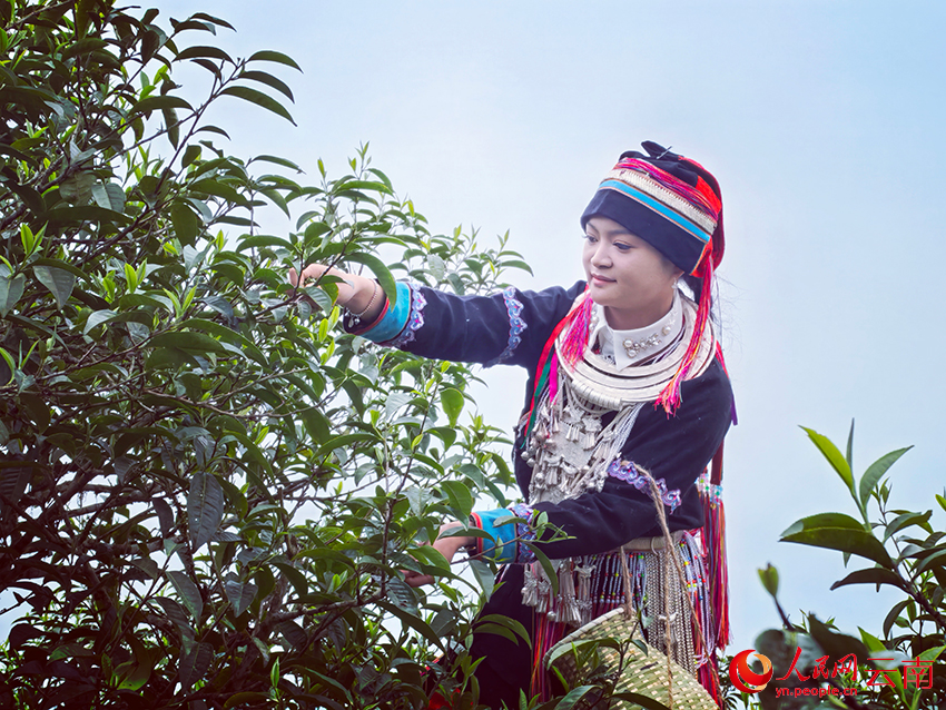 麻栗坡瑶族姑娘在采摘古树茶。人民网记者 徐前摄