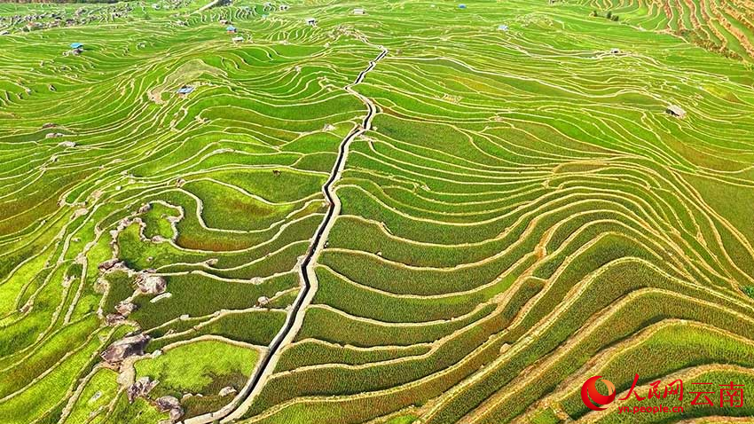 腊姑梯田“流淌”在山间。施代代摄