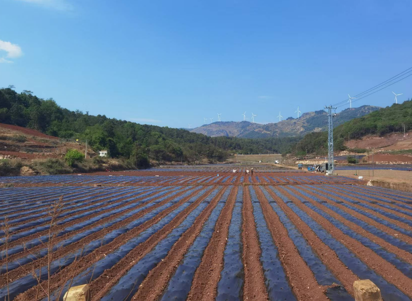 集中移栽完的连片田地。屠娅玲摄