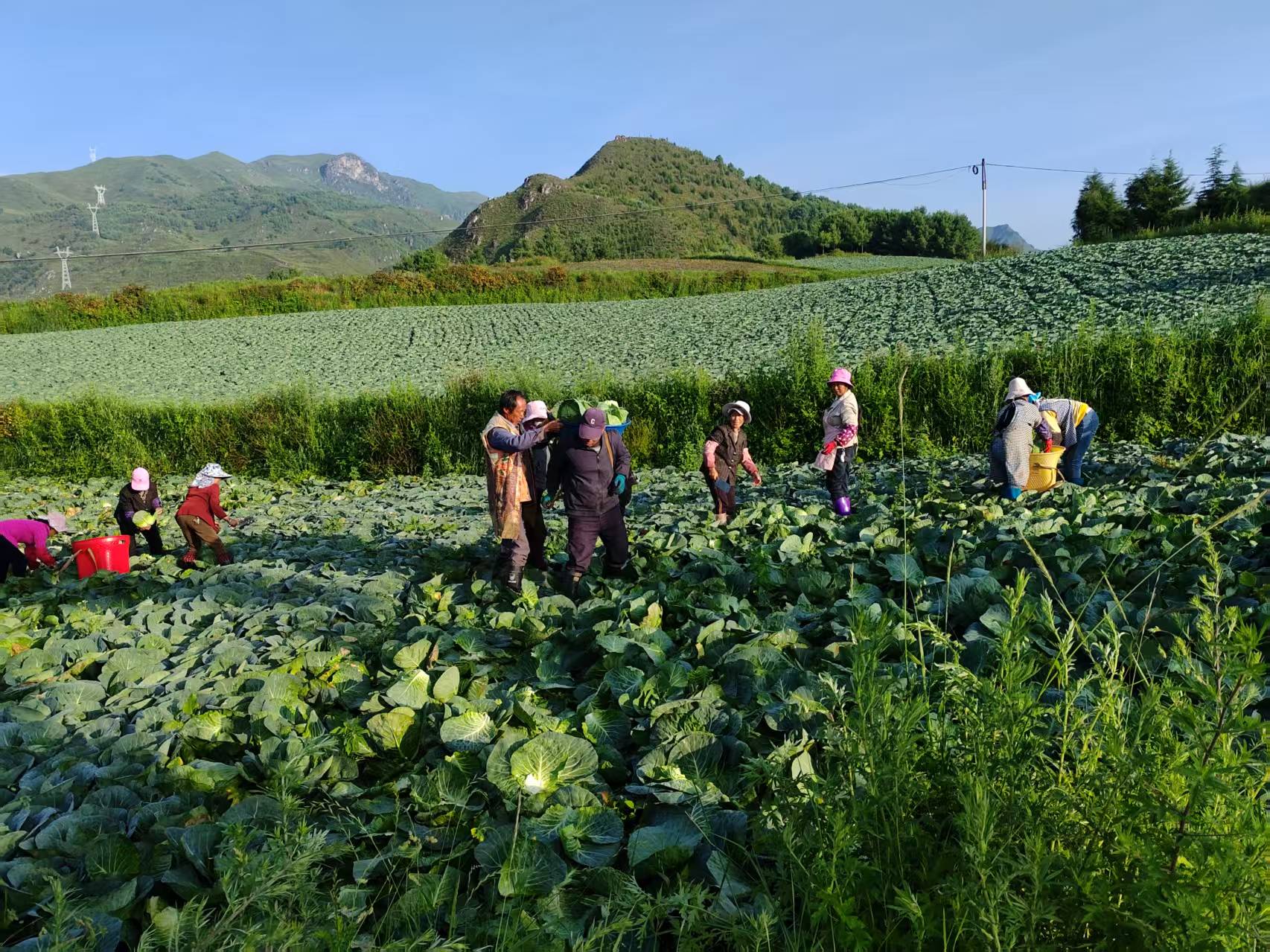 东川区汤丹镇小河村村民采收高山蔬菜  周金达摄