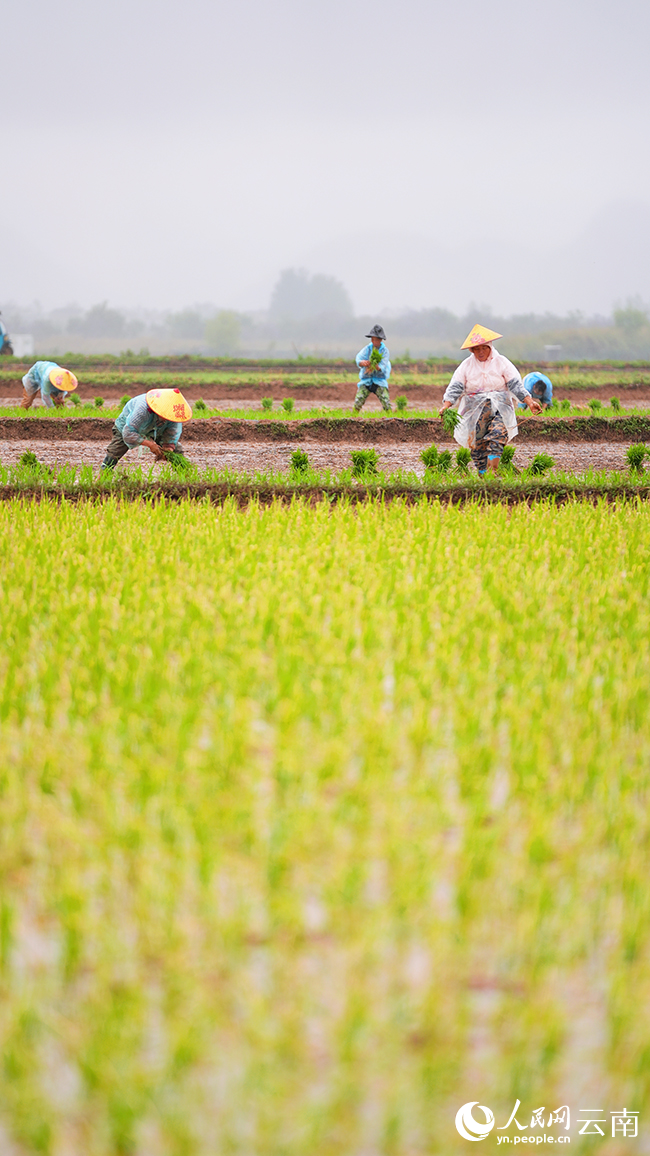 丘北縣各地迎來夏種。賴春富攝