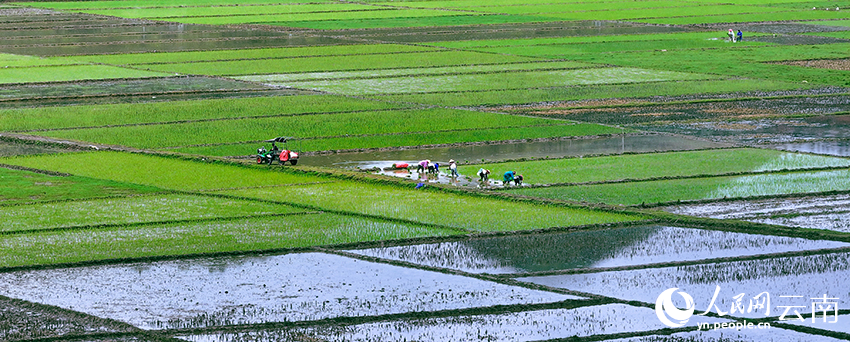 丘北县各地迎来夏种。赖春富摄