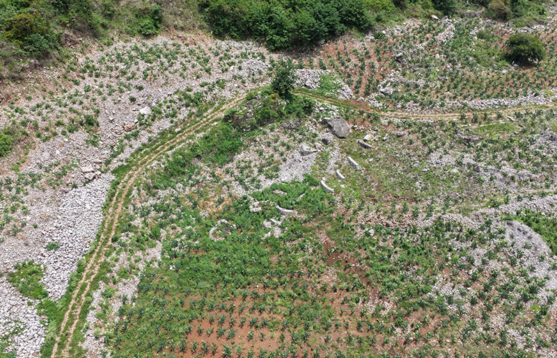 仙人掌种植基地一角。