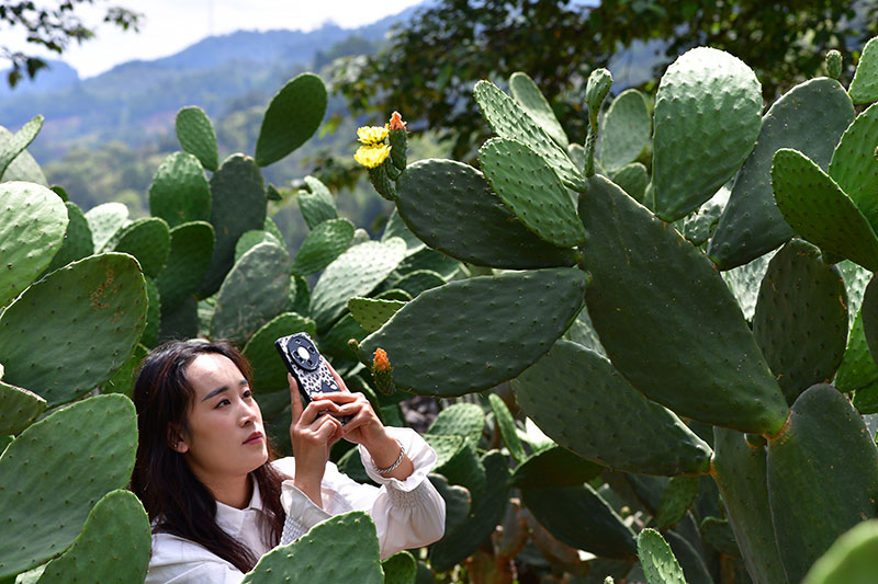 游客在仙人掌种植基地打卡拍照。