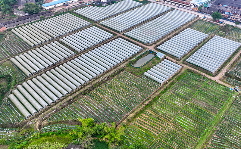 景谷县威远镇的辣椒种植基地。余纪华摄