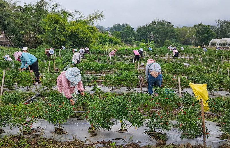 村民们正在采摘辣椒。余纪华摄