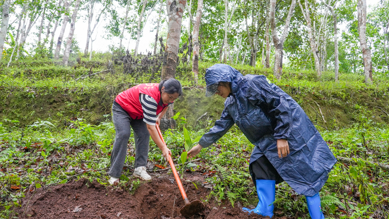 村民在栽种可可。艾嘎摄