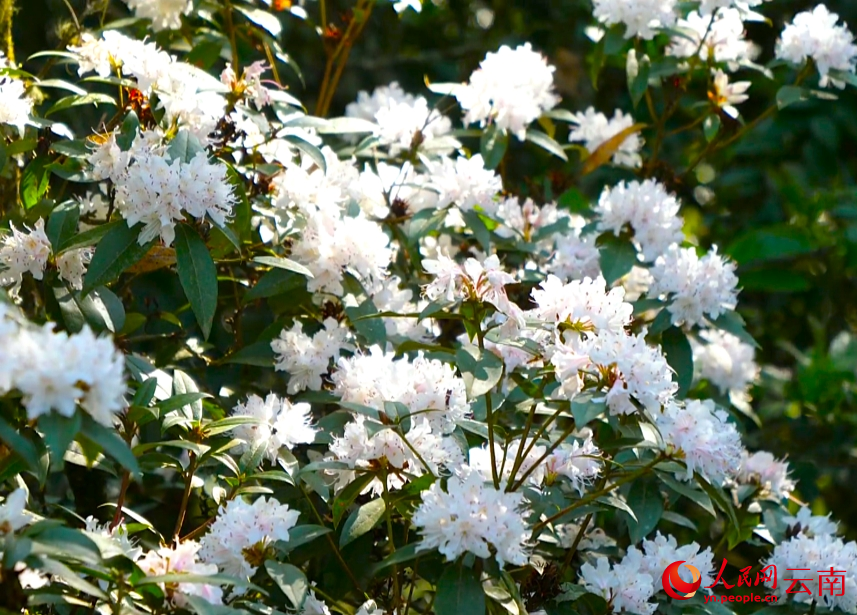 杜鵑花盛開。李娟攝