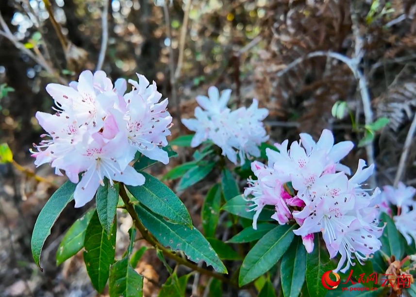 杜鵑花綻放。羅桂雲攝