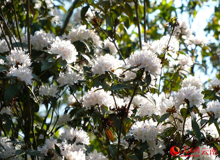 漫山杜鵑花盛開。李娟攝