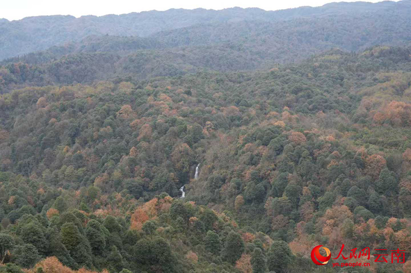 图二——云南乌蒙山保护区三江口片区良好的森林植被，雷洪旗摄