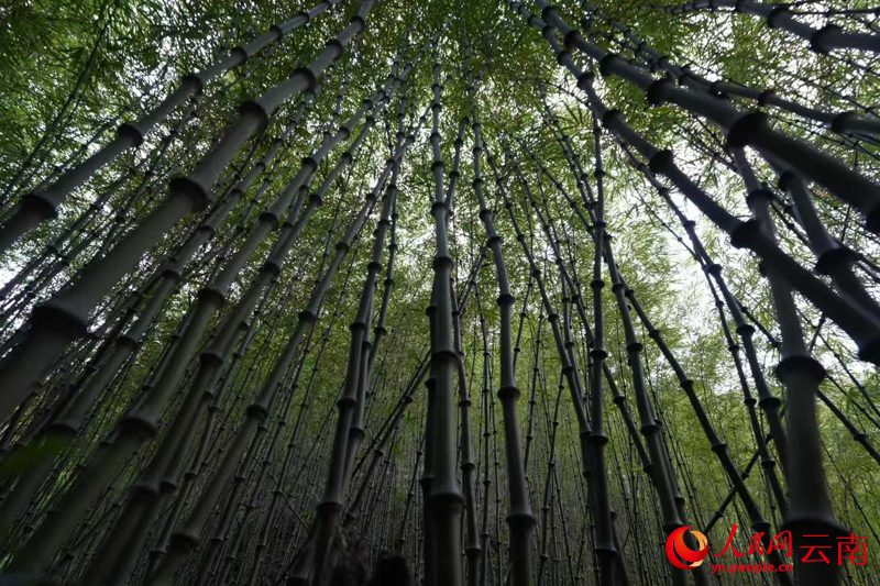图三——云南乌蒙山保护区三江口片区长势良好的邛竹林，雷洪旗摄