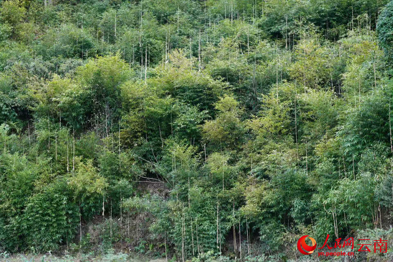 图四——云南乌蒙山保护区三江口片区的方竹林长势喜人，雷洪旗摄