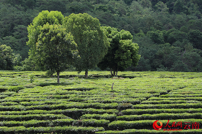 景东茶园风光。杨朝虎摄