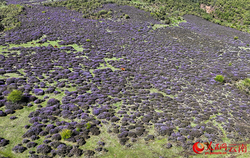 剑川高海拔地区的紫色杜鹃花开满山坡。黄大鹏摄