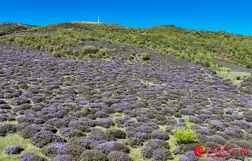 剑川高海拔地区的紫色杜鹃花开满山坡。黄大鹏摄