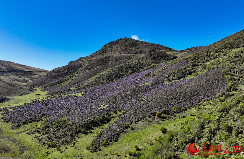 剑川高海拔地区的紫色杜鹃花开满山坡。黄大鹏摄