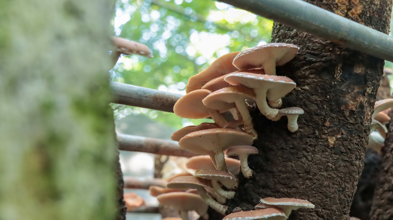 成熟待採的蘑菇.楊佳燕攝