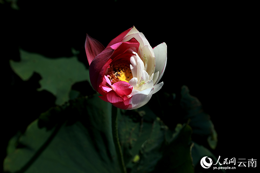 荷花绽放。余艳敏摄