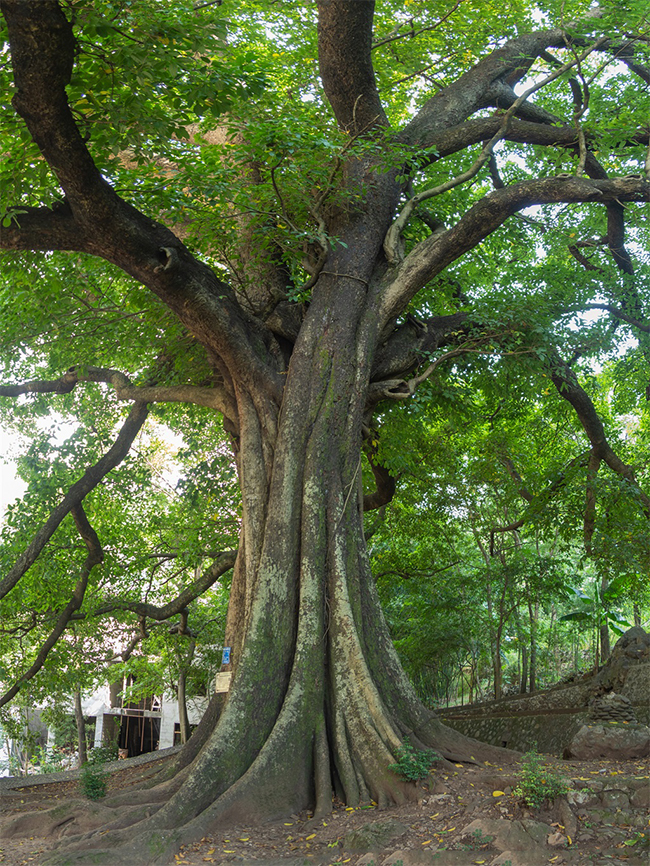 尼珠河村的千年榕树。