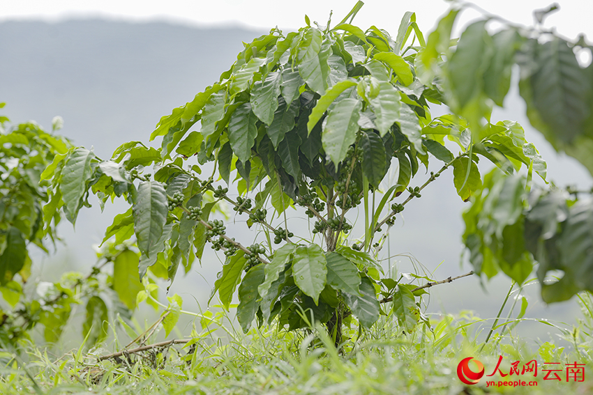 【3】5月24日，在孟连来珠克咖啡庄园的种植基地内，优良品种瑰夏挂满枝头。人民网记者-虎遵会摄