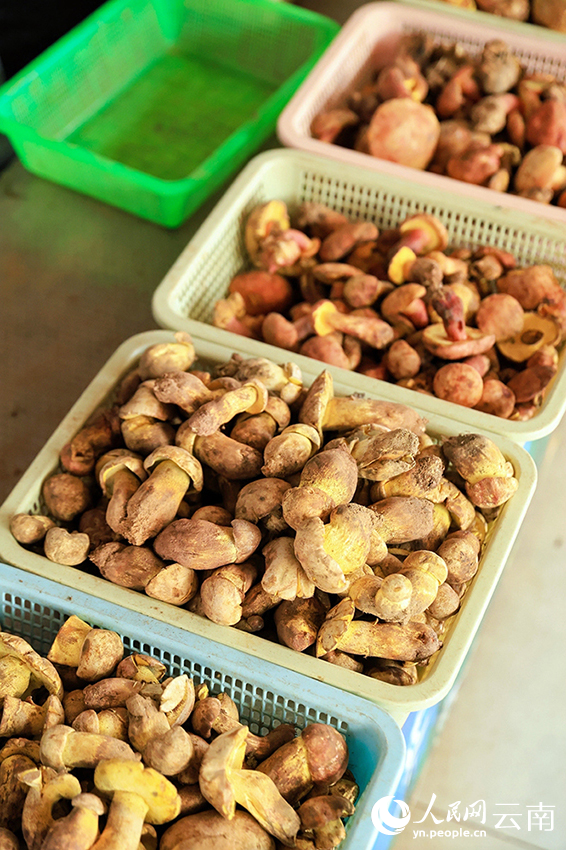 南华野生菌市场售卖的野生菌。人民网记者 程浩摄