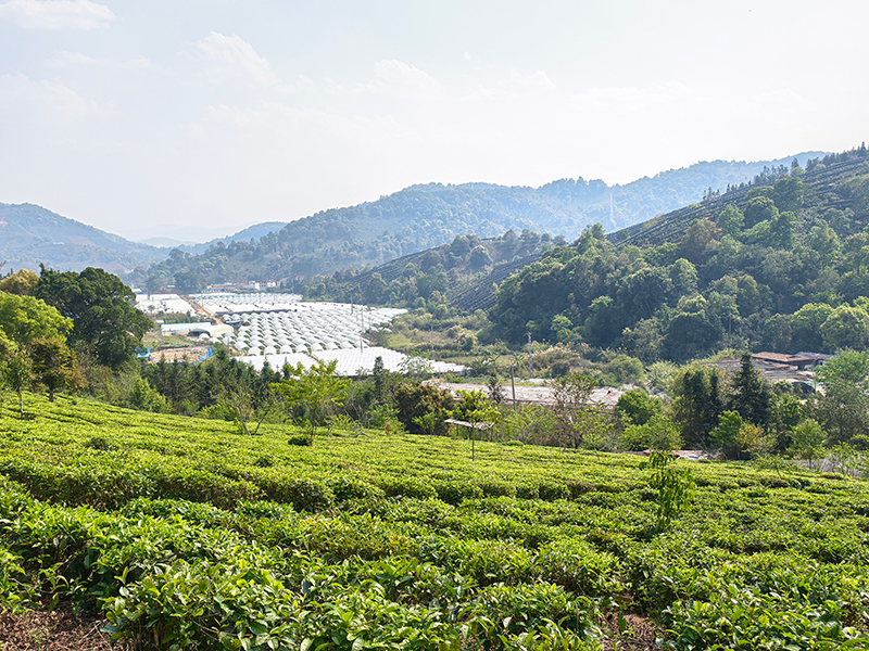 勐海茶山