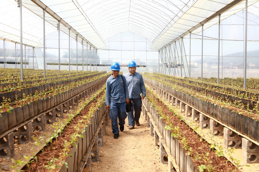 玉溪易门供电局供电服务人员深入无土栽培温室大棚开展用电设施检查。刘浏莎摄_副本