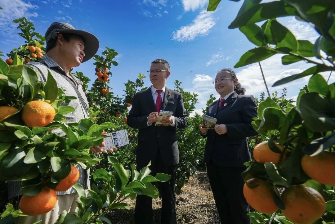 賓川縣水果產業法庭法官為果農解答法律問題。