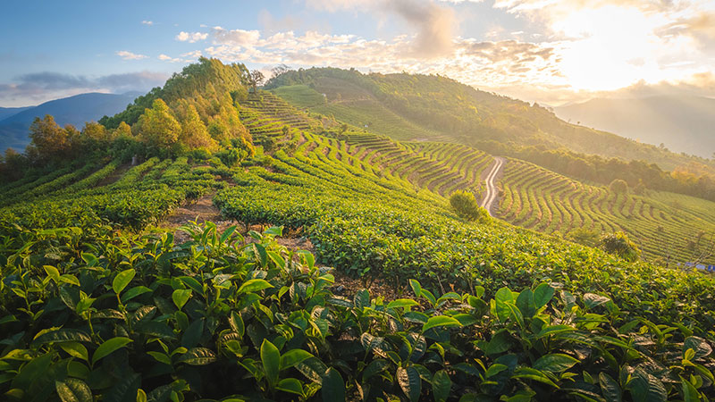 竹山村清晨的茶园。周芋杉摄