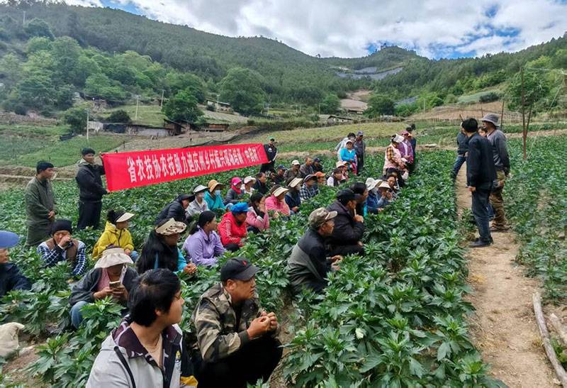 农技专家深入田间地头培训。