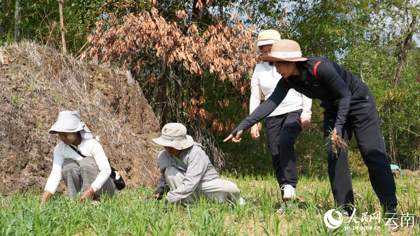 農技人員搶抓關鍵農時，深入田間地頭開展技術指導。刁弘智攝