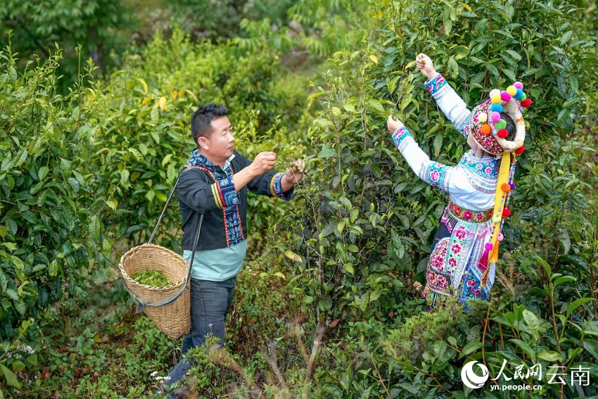 村民在採摘茶葉。蘇麗萍攝