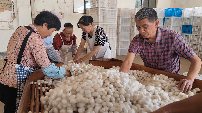 蚕茧收购站工作人员在选茧、收茧4