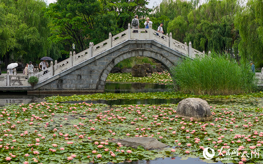 云南大理喜洲古镇的睡莲美景。王夏磊摄