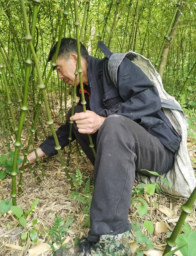 雲南烏蒙山管護局巡護員唐付躍對筇竹林進行田間管理—李飛巧攝