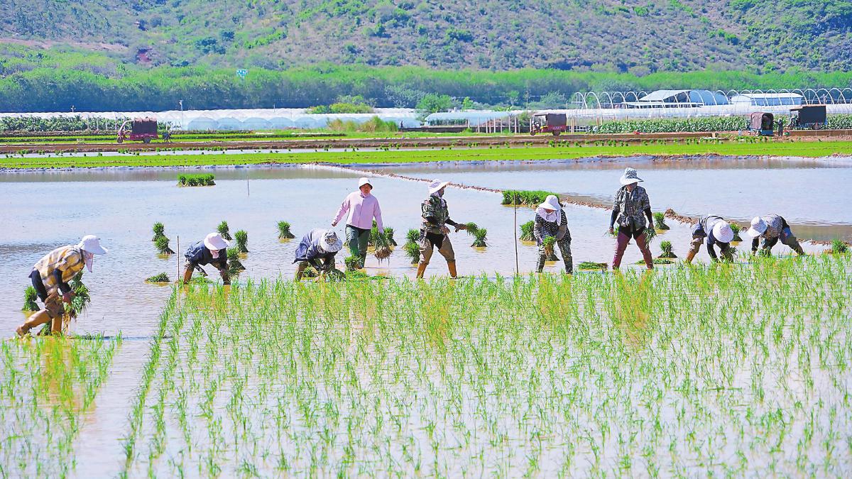 開遠市農戶趁晴朗天氣移栽秧苗。通訊員 張興攝