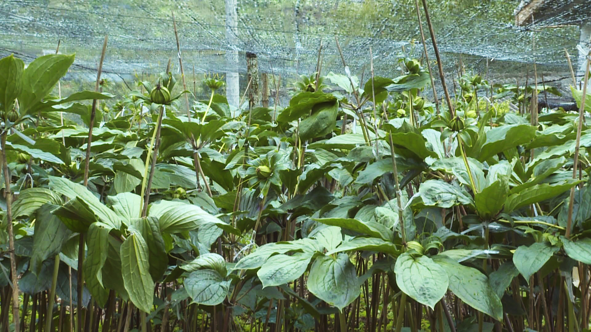林下種植的滇重樓。景東縣融媒體中心供圖