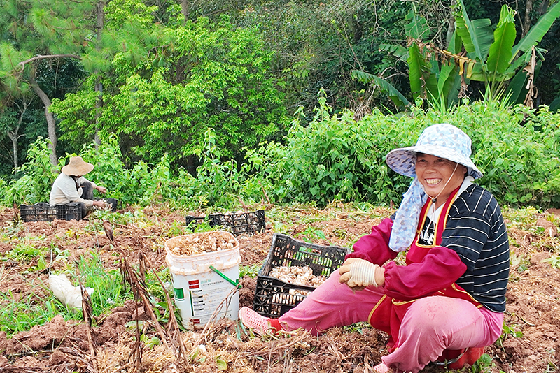 村民在採收白芨。楊舒涵攝