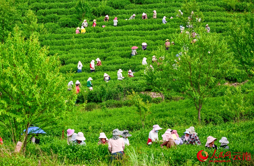 6月7日，云南漾濞大浪坝，茶农在采摘茶叶。常世伟摄