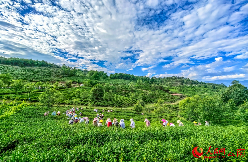 6月7日，云南漾濞大浪坝，茶农在采摘茶叶。常世伟摄