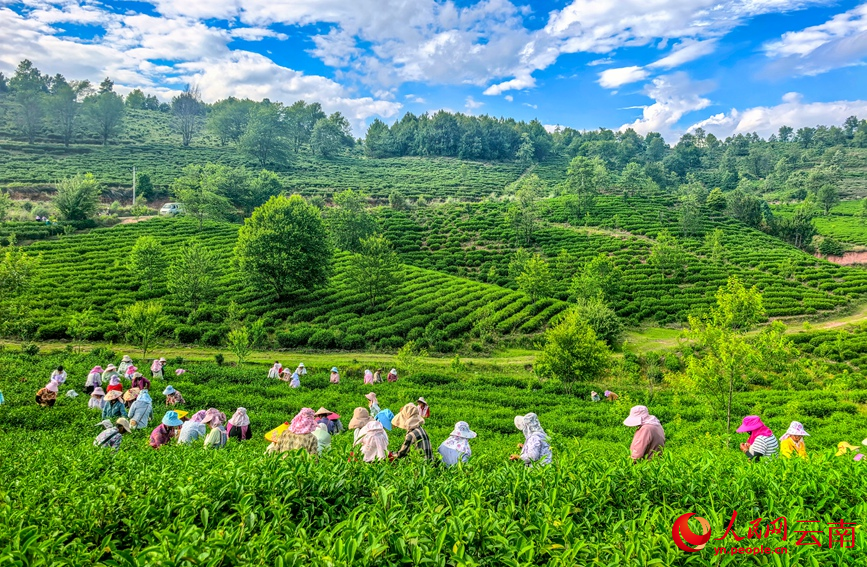 6月7日，云南漾濞大浪坝，茶农在采摘茶叶。常世伟摄