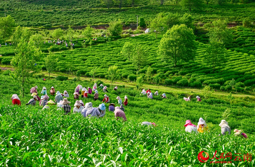 6月7日，云南漾濞大浪坝，茶农在采摘茶叶。常世伟摄