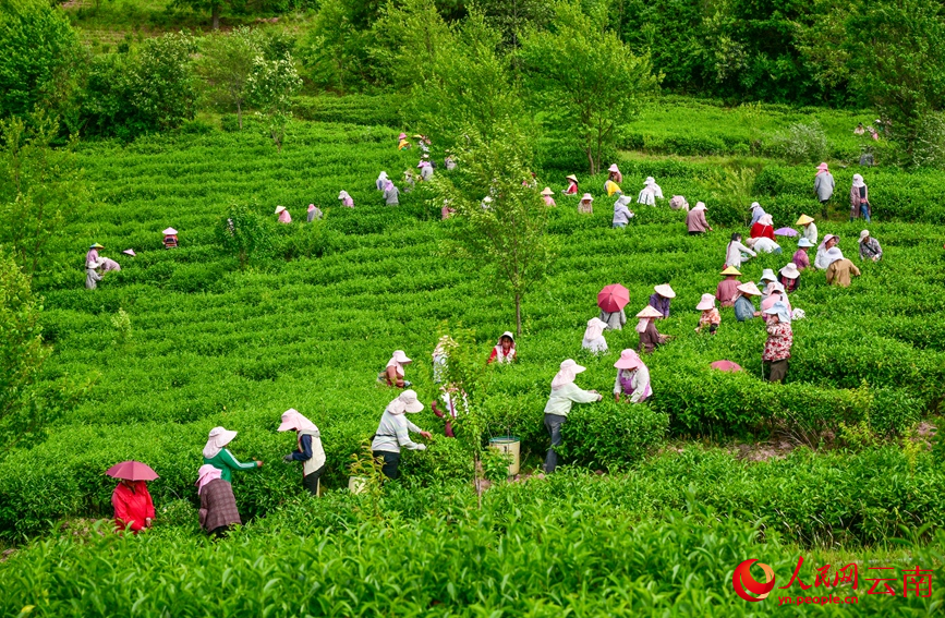 6月7日，云南漾濞大浪坝，茶农在采摘茶叶。常世伟摄