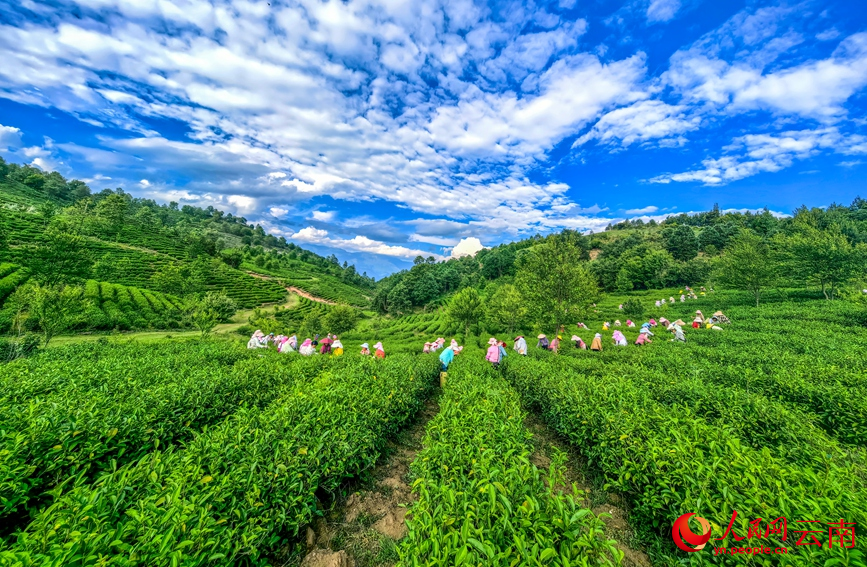 6月7日，云南漾濞大浪坝，茶农在采摘茶叶。常世伟摄