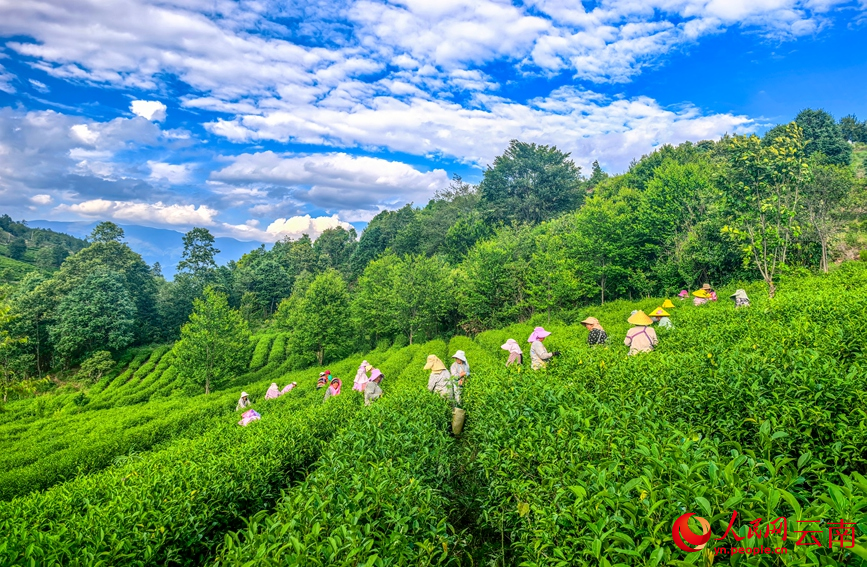 6月7日，云南漾濞大浪坝，茶农在采摘茶叶。常世伟摄