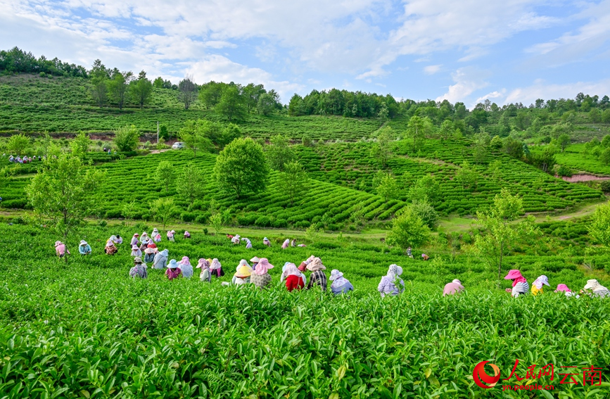 6月7日，云南漾濞大浪坝，茶农在采摘茶叶。常世伟摄