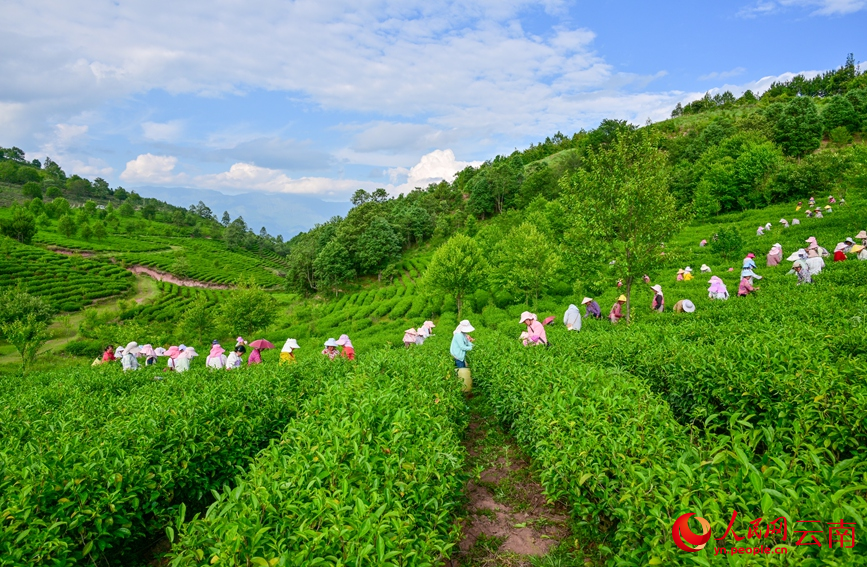 6月7日，云南漾濞大浪坝，茶农在采摘茶叶。常世伟摄